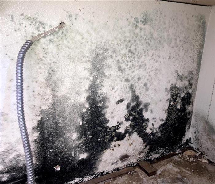 Mold Behind Cabinets